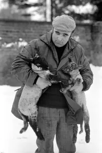 Shepherd seen here with his flock of Sheep in the winter snow. PM 81-02288-006 Shepherd seen here with his flock of Sheep in the winter snow. PM 81-02288-006