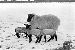 Shepherd seen here with his flock of Sheep in the winter snow. Sheep in the snow Shepherd seen here with his flock of Sheep in the winter snow. Sheep in the snow