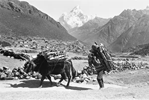 A Sherpa Farmer seen here with his ox's carrying firewood to market close to A Sherpa Farmer seen here with his ox's carrying firewood to market close to