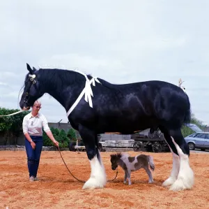 Shire horse Goliath meets miniature horse Bluebell June 1985 Shire horse Goliath meets miniature horse Bluebell June 1985