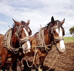 Shire horses ploughing in the fields February 1989 Shire horses ploughing in the fields February 1989