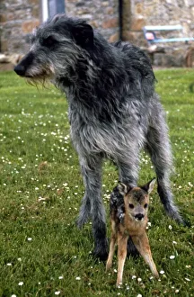 Shona the deerhound with Roro the Roe Deer July 1989 Shona the deerhound with Roro the Roe Deer July 1989