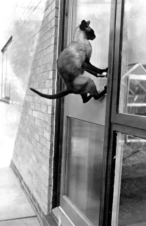 Siamese cat attempts to open front door of house with paws Siamese cat attempts to open front door of house with paws