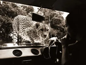 Sikuku the Cheetah peers into a car driven by Anne Doe at Woburn wild animal kingdom Sikuku the Cheetah peers into a car driven by Anne Doe at Woburn wild animal kingdom