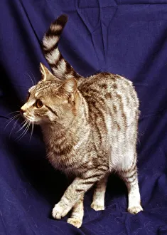 A silver spotted tabby cat February 1989 animal animals cute feline cats cat A silver spotted tabby cat February 1989 animal animals cute feline cats cat