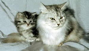 A silver spotted tabby cat with a young kitten February 1989 A silver spotted tabby cat with a young kitten February 1989