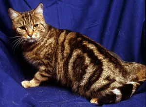 A silver tabby cat February 1989 animal animals cute feline cats cat A silver tabby cat February 1989 animal animals cute feline cats cat