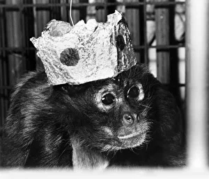 Simon the spider monkey is the King of the Castle Lambton Castle Simon the spider monkey is the King of the Castle Lambton Castle