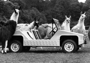 Siva's new nippy Llama- with some of its slower namesakes. June 1974 Siva's new nippy Llama- with some of its slower namesakes. June 1974
