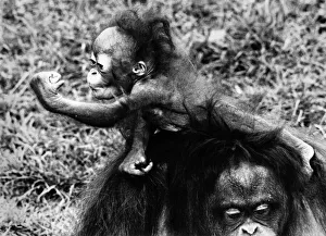 A six-month-old orang utan with mum Lola at Chester Zoo, March 1981 A six-month-old orang utan with mum Lola at Chester Zoo, March 1981