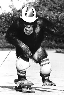 Skateboards Noddy the Chimpanzee tries to skateboard Skateboards Noddy the Chimpanzee tries to skateboard