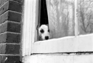 Small dog by window. January 1975 75-00144-001 Small dog by window. January 1975 75-00144-001