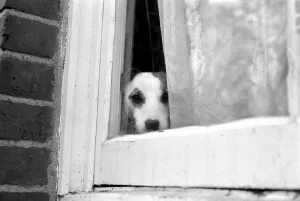 Small dog by window. January 1975 75-00144 Small dog by window. January 1975 75-00144