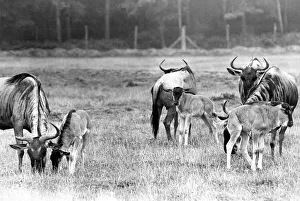 A small herd of Wildebeest at Lambton Pleasure Park in September 1977 A small herd of Wildebeest at Lambton Pleasure Park in September 1977