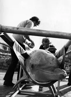 A smile from fun-loving Flipper the dolphin as he is prepared for the journey A smile from fun-loving Flipper the dolphin as he is prepared for the journey