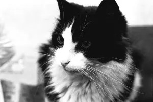 Smokey the cat, at 19 years has defayed nature and started growing three new teeth Smokey the cat, at 19 years has defayed nature and started growing three new teeth
