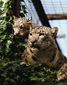 Snow leopard cub Raisa with mother Sham August 1993 Snow leopard cub Raisa with mother Sham August 1993