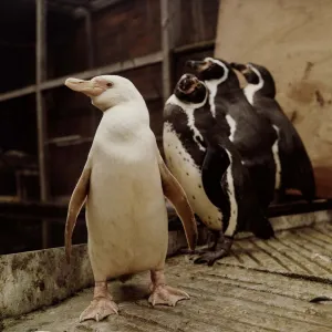 Snowball the all white penguin who stands out from the crowd Snowball the all white penguin who stands out from the crowd