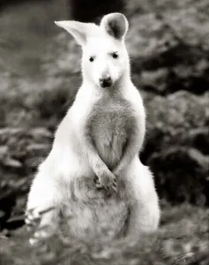 Snowy a rare White Bennets wWallaby at Battersea Park children' Snowy a rare White Bennets wWallaby at Battersea Park children'