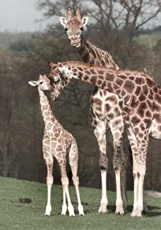 Sophie the newborn Giraffe makes her first public appearance with mum Amy Sophie the newborn Giraffe makes her first public appearance with mum Amy