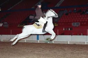 The Spanish Riding School rehearsing for their opening night at Wembley The Spanish Riding School rehearsing for their opening night at Wembley