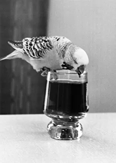 Sparky the budgie knocking it back at all hours. November 1980 P009300 Sparky the budgie knocking it back at all hours. November 1980 P009300