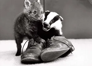 Spitfire the fox and Biddy the badger playing together with a pair of old shoes at Spitfire the fox and Biddy the badger playing together with a pair of old shoes at