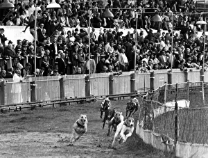 Sport - Greyhound Racing - Cardiff - Greyhounds race around the track at Cardiff Arms Sport - Greyhound Racing - Cardiff - Greyhounds race around the track at Cardiff Arms