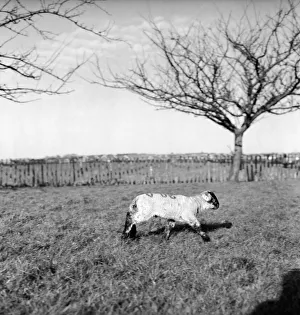 Spring lambs in Kent. January 1975 75-00492-002 Spring lambs in Kent. January 1975 75-00492-002