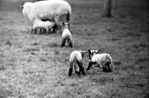 Spring lambs in Kent. January 1975 75-00492-009 Spring lambs in Kent. January 1975 75-00492-009