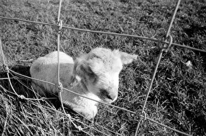 Spring lambs in Kent. January 1975 75-00492-011 Spring lambs in Kent. January 1975 75-00492-011