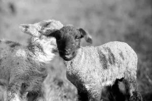 Spring lambs in Kent. January 1975 75-00492-012 Spring lambs in Kent. January 1975 75-00492-012