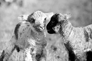 Spring lambs in Kent. January 1975 75-00492-013 Spring lambs in Kent. January 1975 75-00492-013