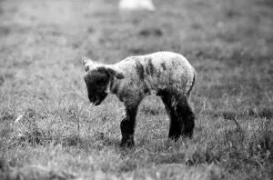 Spring lambs in Kent. January 1975 75-00492-014 Spring lambs in Kent. January 1975 75-00492-014