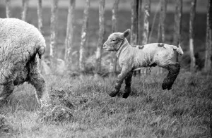 Spring lambs in Kent. January 1975 75-00492-015 Spring lambs in Kent. January 1975 75-00492-015