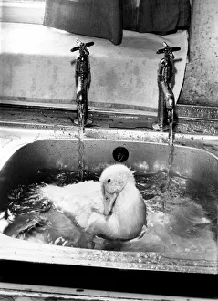 Squeak gets a lesson in the sink. September 1989 Squeak gets a lesson in the sink. September 1989