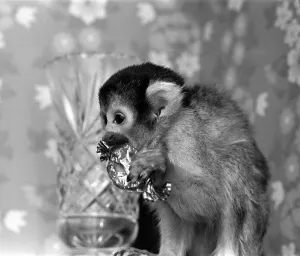 A Squirrel Monkey at Twycross Zoo enjoying a sweet treat. 29th January 1976 A Squirrel Monkey at Twycross Zoo enjoying a sweet treat. 29th January 1976