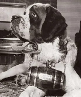 St Bernard Dog - January 1968 with a barrel of Hennessy Cognac around his neck St Bernard Dog - January 1968 with a barrel of Hennessy Cognac around his neck