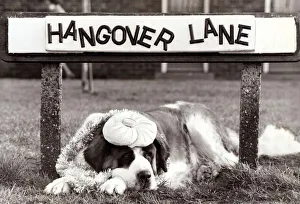 St Bernard Dog sits under a road Street sign Hangover Lane ' St Bernard Dog sits under a road Street sign Hangover Lane '