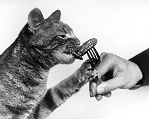 Star Paws tucking into a pickled gherkin. April 1979 P007305 Star Paws tucking into a pickled gherkin. April 1979 P007305