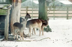 Stewart Park, Marton, Middlesbrough, 28th February 1993 Stewart Park, Marton, Middlesbrough, 28th February 1993
