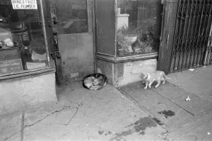 Street scene in New York. A dog curled up in a doorway, with a cat walking by Street scene in New York. A dog curled up in a doorway, with a cat walking by