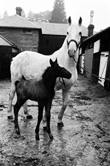 Stud of Lippizaner horses, which are going to be up for auction Stud of Lippizaner horses, which are going to be up for auction