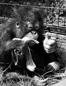 Suka the baby orang-utan enjoys a feast of bananas at London Zoo August 1972 Suka the baby orang-utan enjoys a feast of bananas at London Zoo August 1972