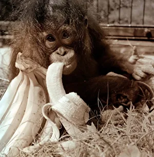 Suka the Orang Utang sucking on a banana August 1972 A©Mirrorpix Suka the Orang Utang sucking on a banana August 1972 A©Mirrorpix