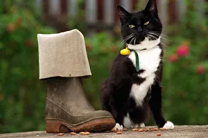 Suki the Cat who went walkies into trouble and into the finals of the Pet Survivor of Suki the Cat who went walkies into trouble and into the finals of the Pet Survivor of