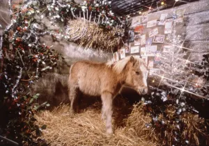 Sunday mirror pony Lucky pictured in a Christmas stable setting December 1982 Sunday mirror pony Lucky pictured in a Christmas stable setting December 1982
