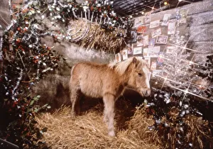 Sunday mirror pony Lucky pictured in a Christmas stable setting December 1982 Sunday mirror pony Lucky pictured in a Christmas stable setting December 1982