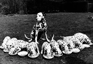 Super mum dalmation dog Kelda looks over at her litter of five week old puppies All Super mum dalmation dog Kelda looks over at her litter of five week old puppies All