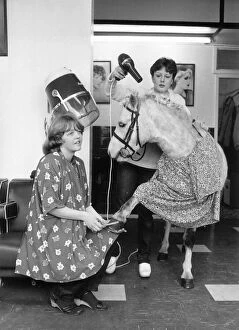 Images Dated 25th May 1981: Susan Craven wanter her pony Christopher Robi to be the top attraction at a horse show